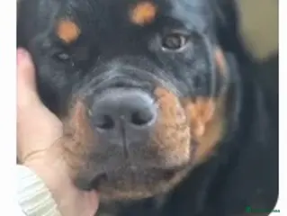 Rottweiler dogs 11 month old Rottweiler for sale - Advert 6