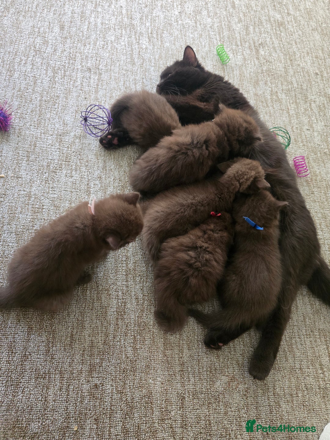 British Shorthair cats for sale: GCCF Chocolate British Shorthair kittens  - Image 6