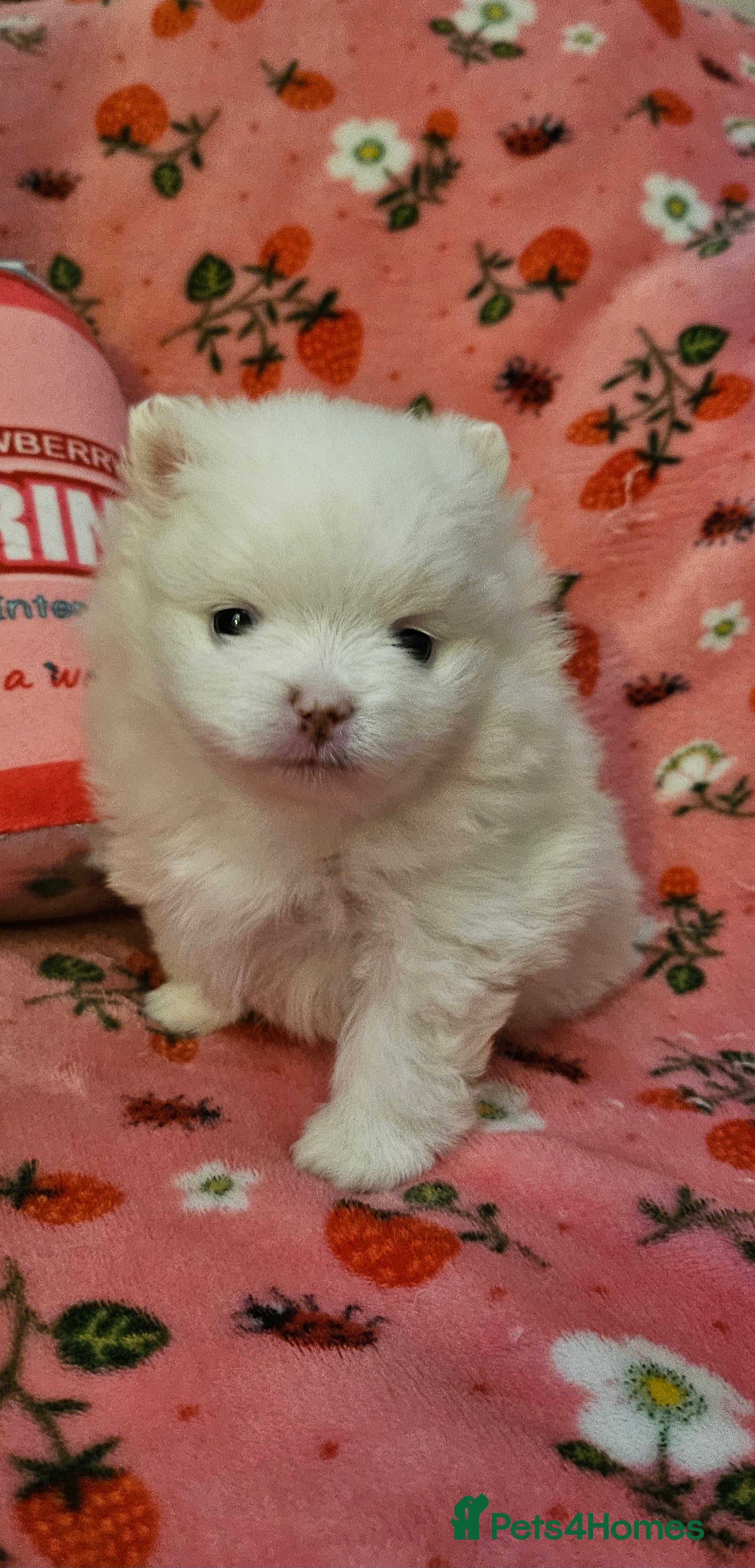 Pomeranian dogs 2 beautiful pomeranian girls - Advert 2