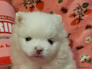 Pomeranian dogs 2 beautiful pomeranian girls - Advert 2