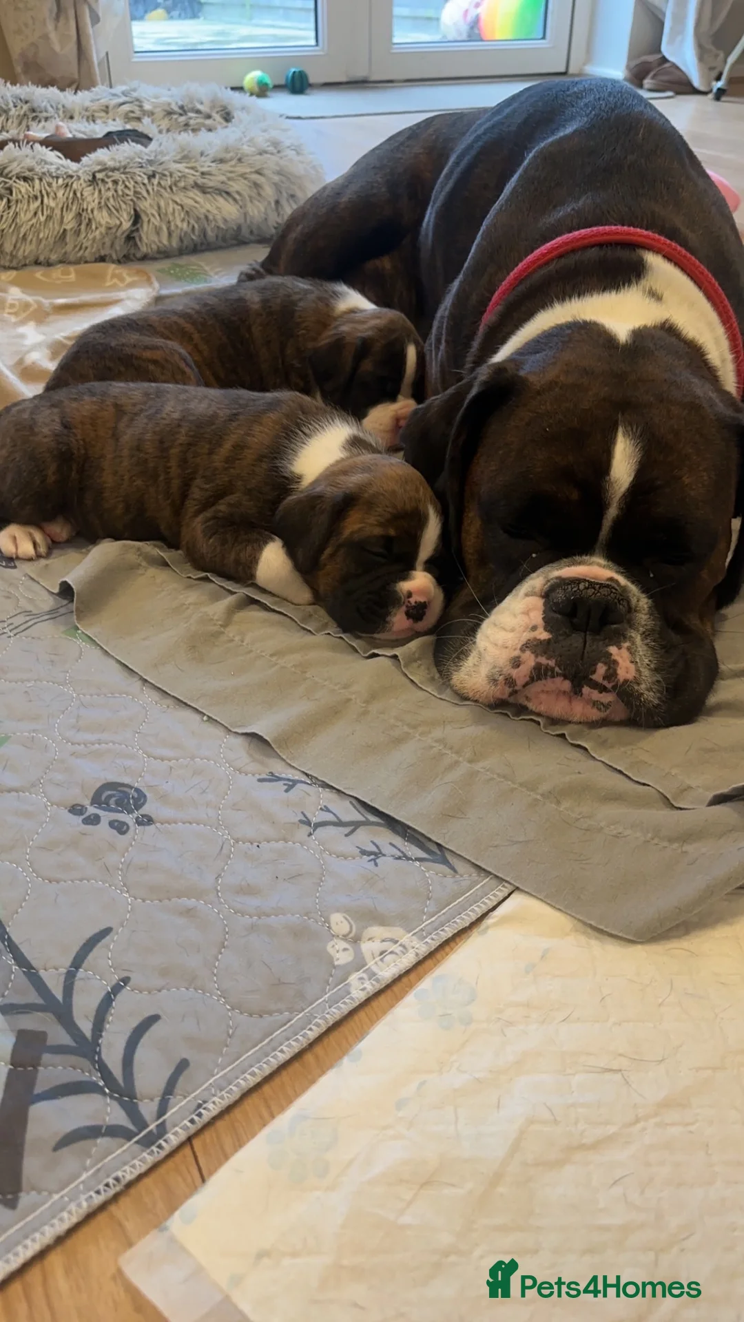 Boxer dogs for sale: Beautiful Bobtail & Longtail boxers due March 3rd. - Advert 4