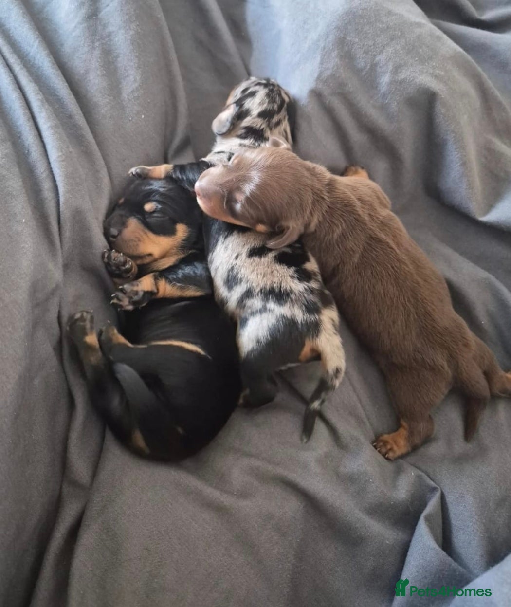 Miniature Dachshund dogs Miniature short haired Daschunds - Advert 2