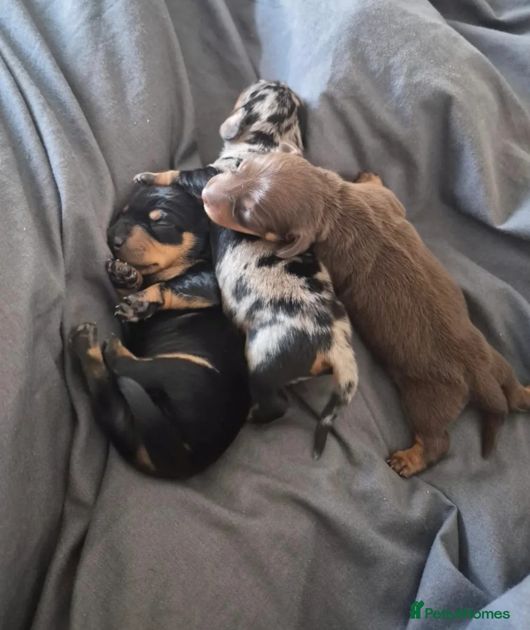 Miniature Dachshund dogs for sale: Miniature short haired Daschunds - Advert 1