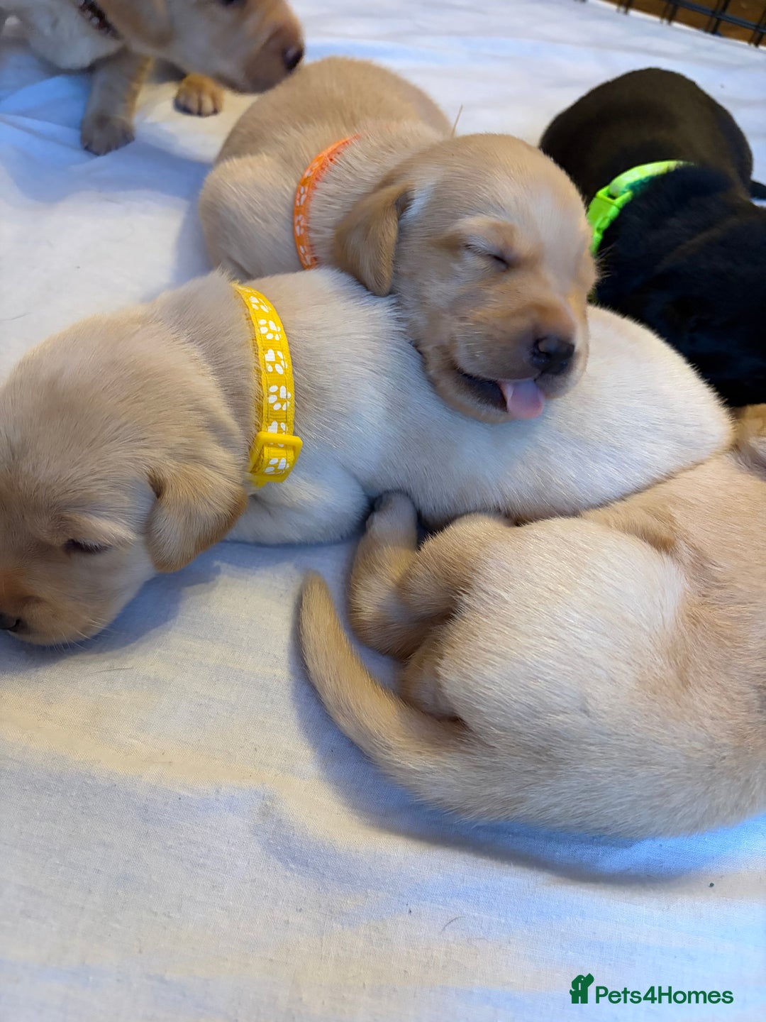 Labrador Retriever dogs for sale: KC Chunky Labrador Puppies - Advert 7