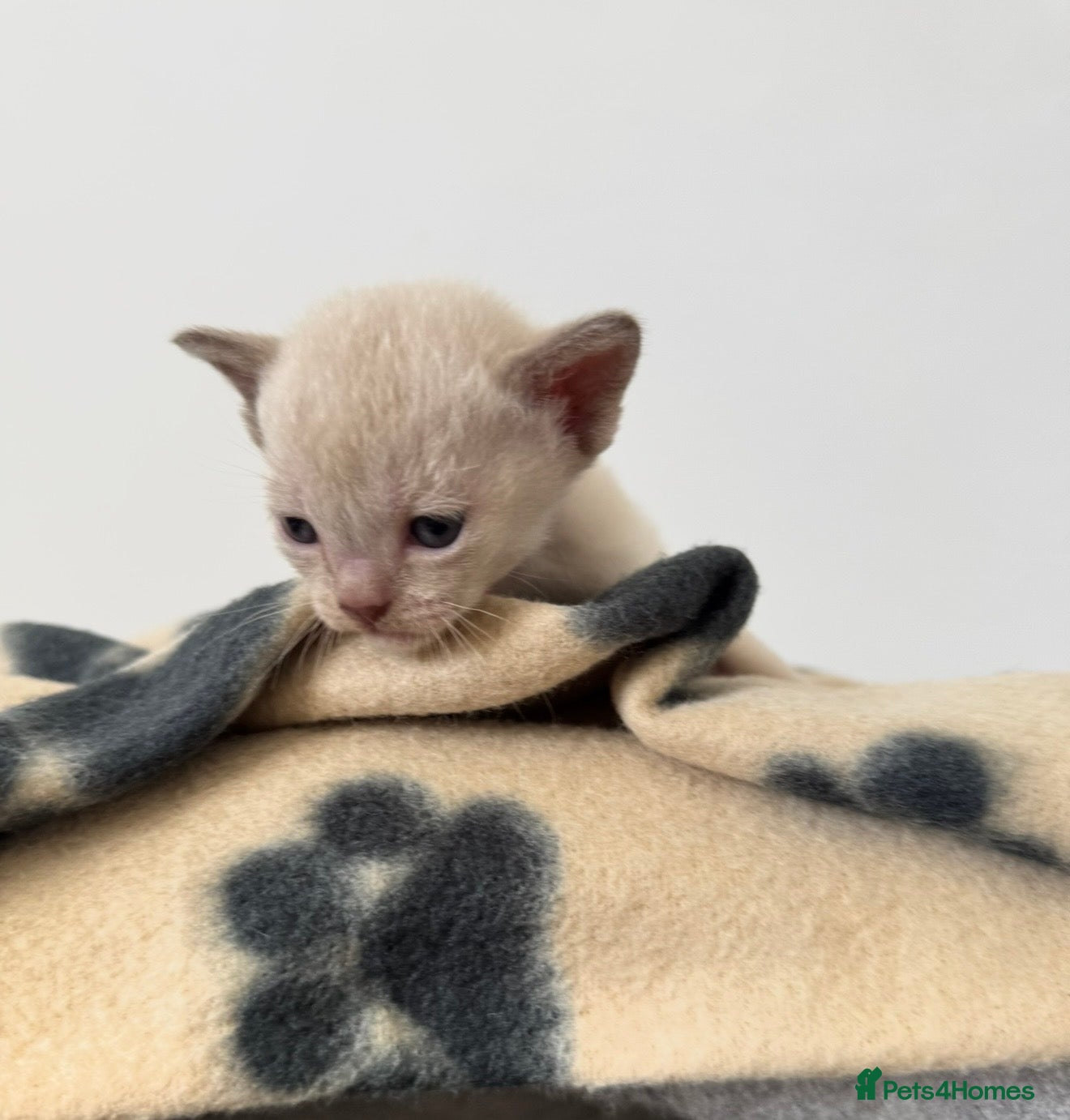 Burmese cats One Chocolate/Lilac girl unexpectedly available  - Advert 1