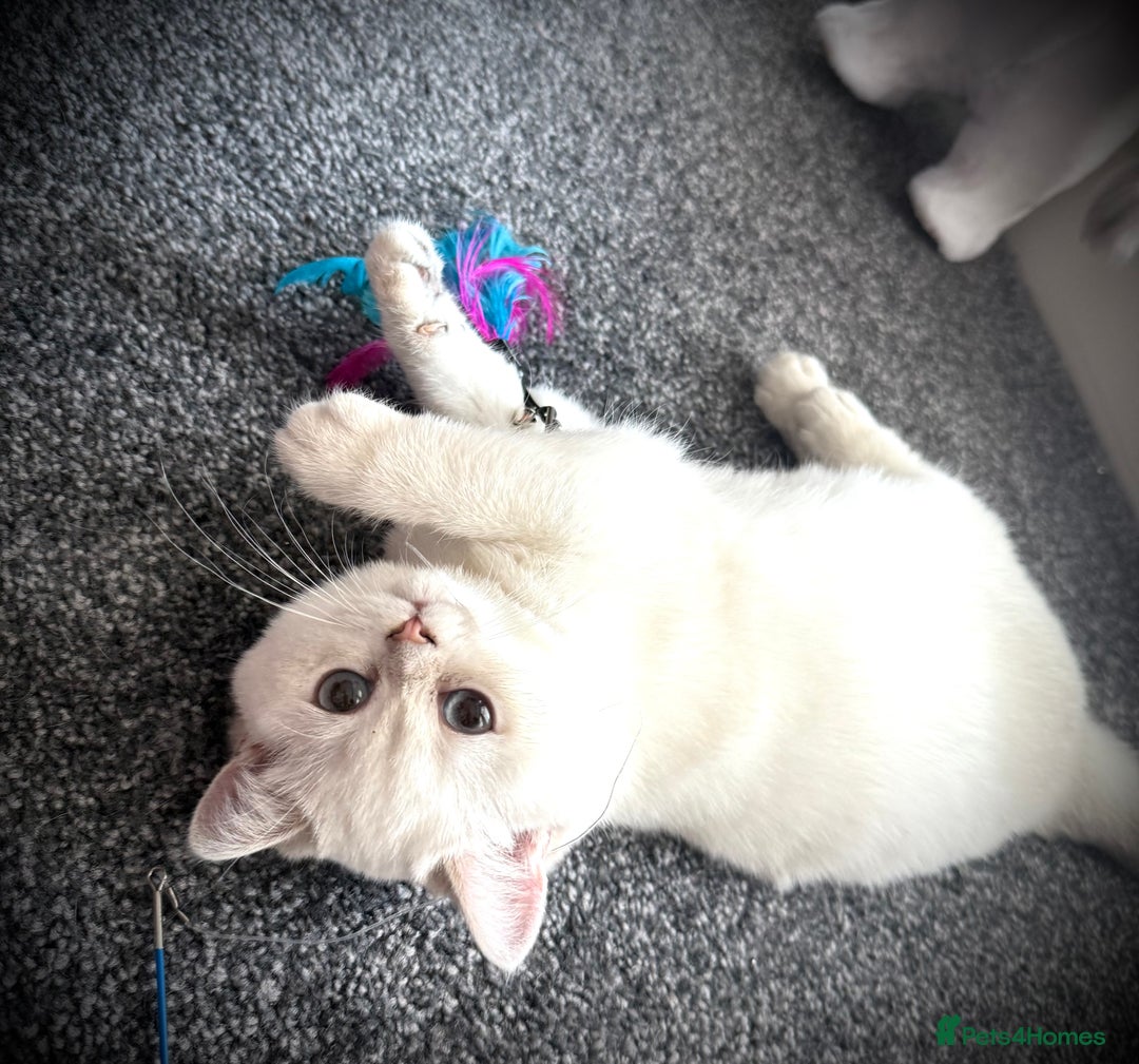 Scottish Fold cats for sale: 😻Last Two Stunning Scottish straight girls 😻 - Advert 11