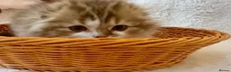 Scottish Fold cats for sale: 5 beautiful, lovely scottish fold boy kittens  - Advert 10