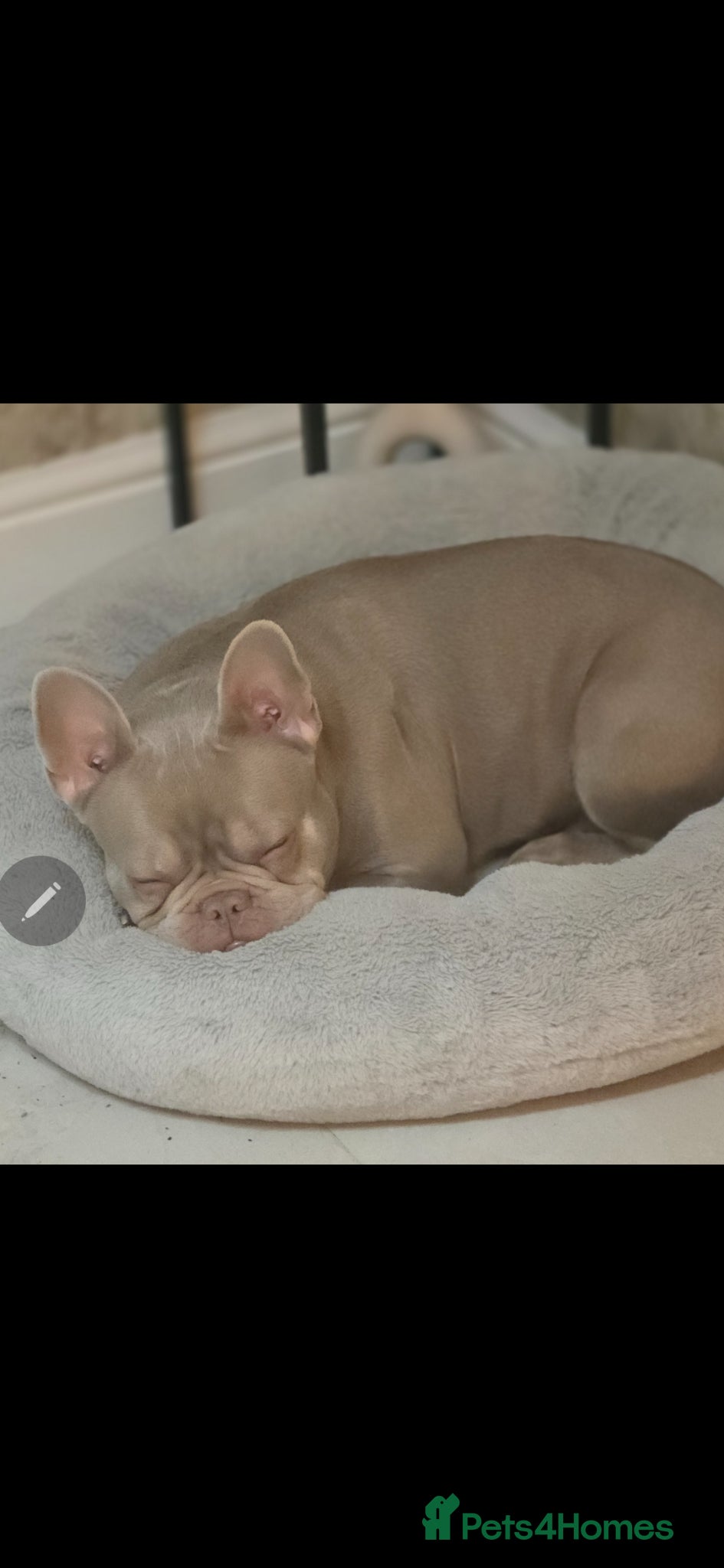 French Bulldog dogs Pure French bulldog - Advert 8