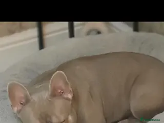 French Bulldog dogs Pure French bulldog - Advert 12