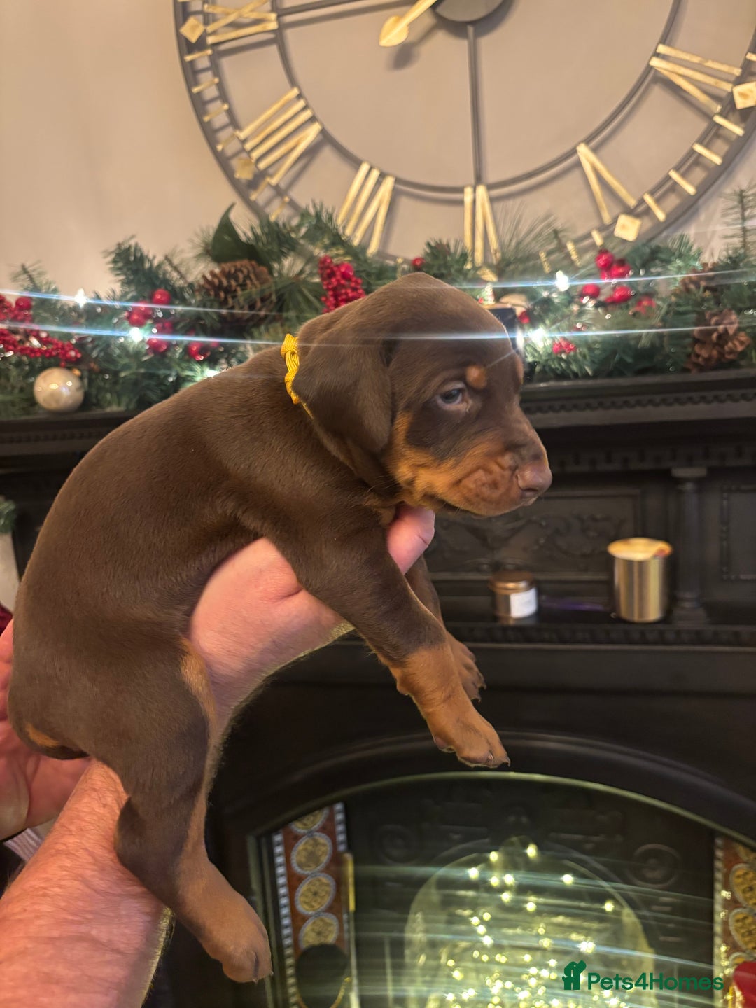 Dobermann dogs for sale: Beautiful chunky Dobermans - Advert 23