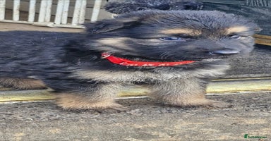 German Shepherd dogs - Advert 3
