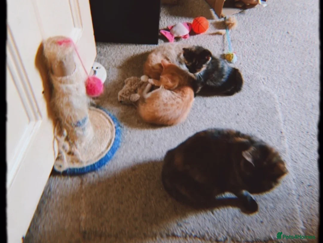 British Shorthair cats for sale: 3 Playful Ginger Boys - 8 weeks old. Ready now 🧡 - Advert 10