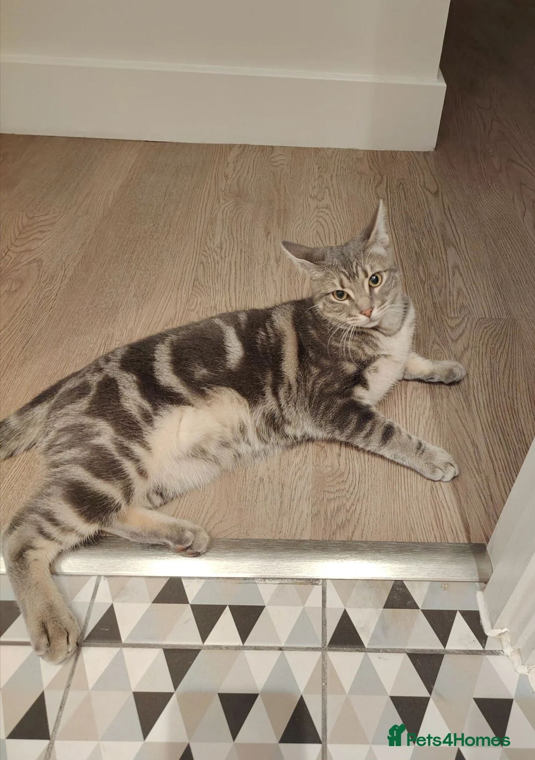 Mixed Breed cats for sale: 7-month old playful kitten - Advert 1