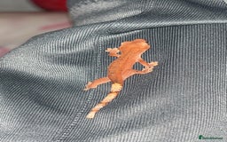 Gecko reptiles for sale: Young Crested Geckos - Image 2
