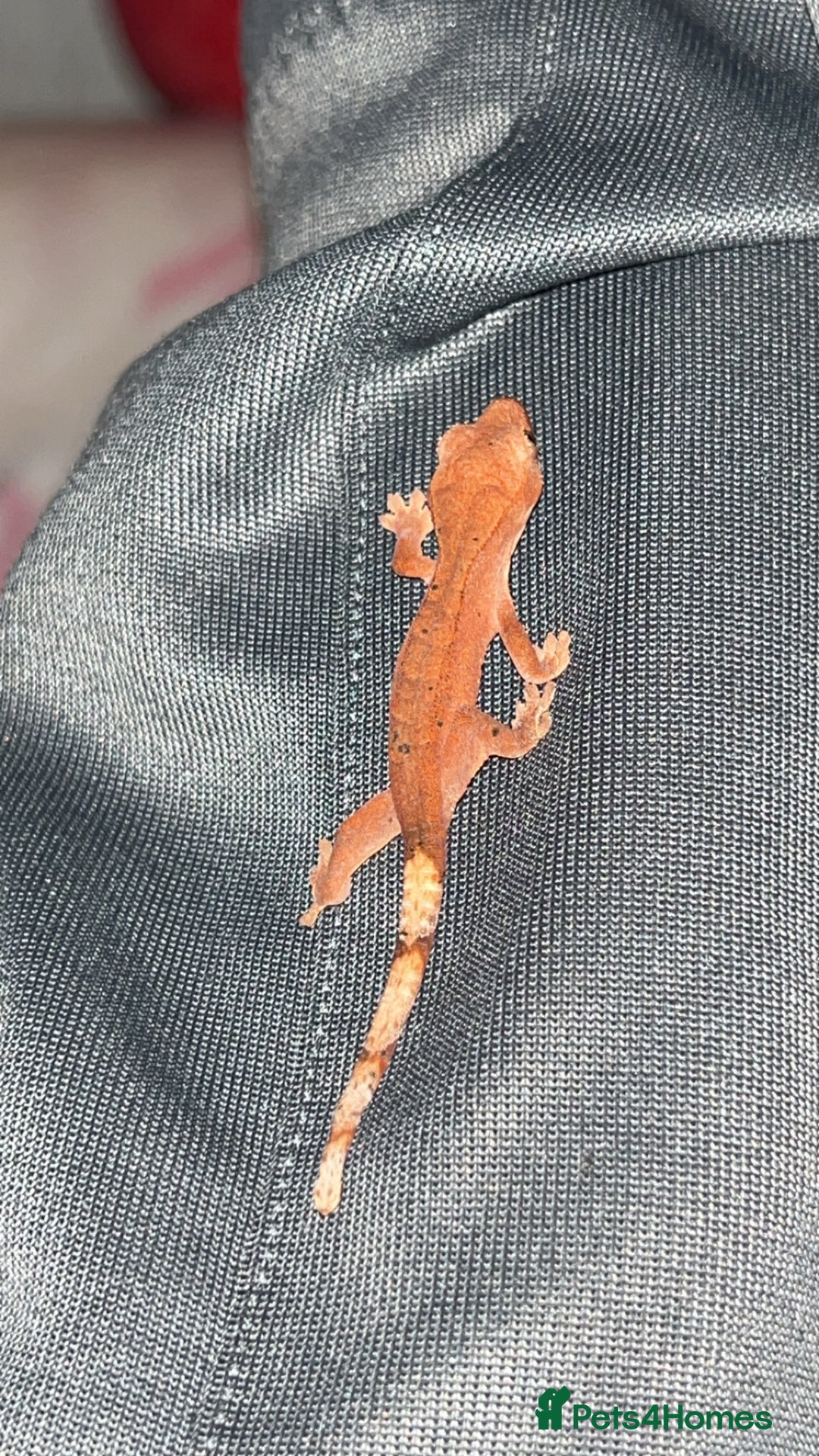 Gecko reptiles for sale: Young Crested Geckos - Image 2