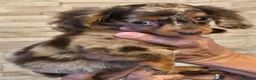 Miniature Dachshund dogs for sale: REDUCED last boy longhair  - Advert 5