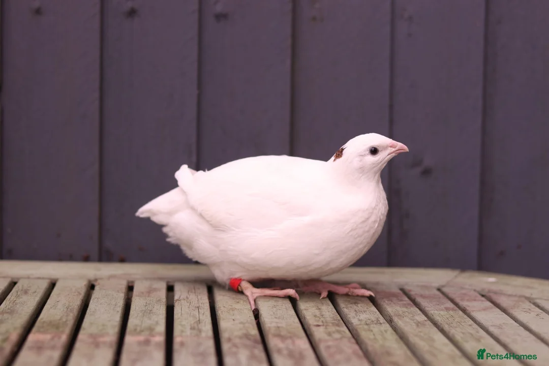 Quail poultry for sale: Mixed colour jumbo cortnix quail hatching eggs in Hungerford - Advert 2
