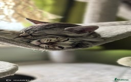 Bengal cats for sale: Silver Bengal kitten for sale  - Advert 21