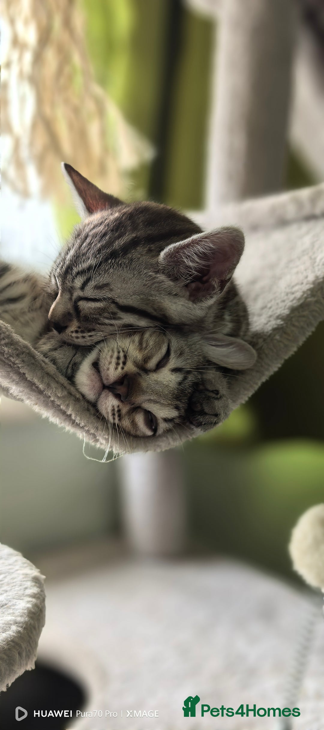 Bengal cats for sale: Silver Bengal kitten for sale  - Advert 21