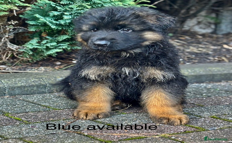 German Shepherd dogs - Advert 3