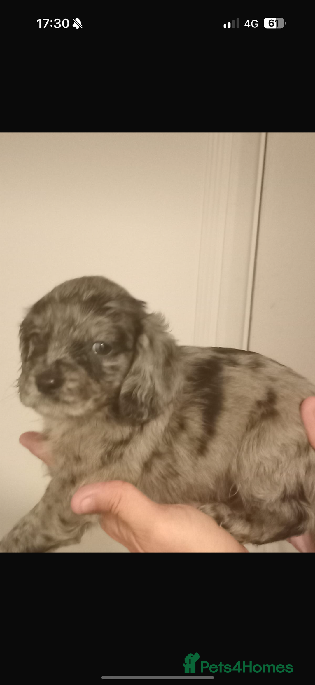 Cocker Spaniel dogs for sale: Working cocker spaniels  - Image 15