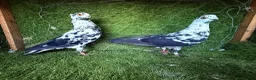 Pigeons birds for sale: Premium Breeding Pigeons Top Quality Pairs Availab - Advert 24
