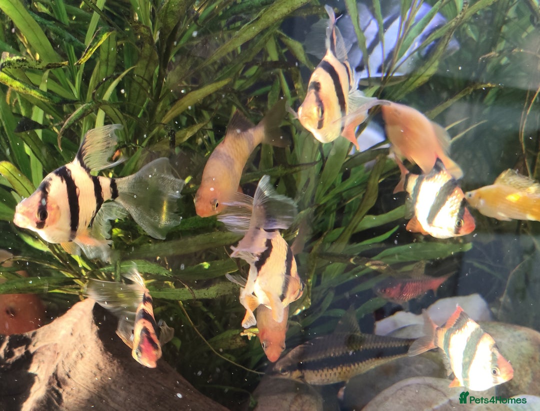 Other/Mixed Breed fish for sale: Mixed Tropical fish Molly/Blue Texas/Tiger barbs - Advert 21