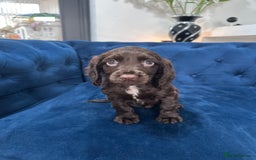 Cocker Spaniel dogs for sale: Beautiful litter of cocker spaniel pups 4 left  - Image 30