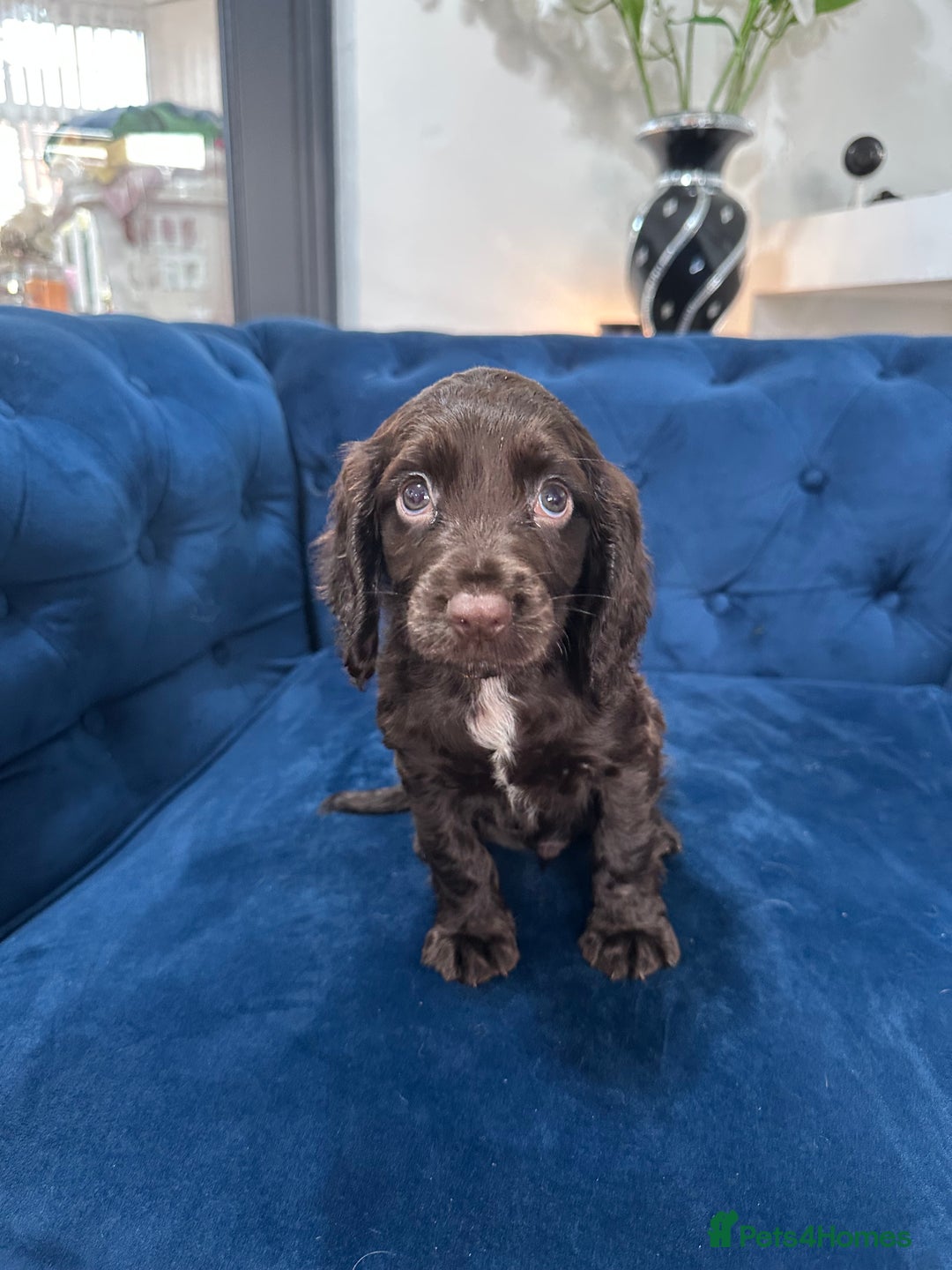 Cocker Spaniel dogs for sale: Beautiful litter of cocker spaniel pups 4 left  - Image 30