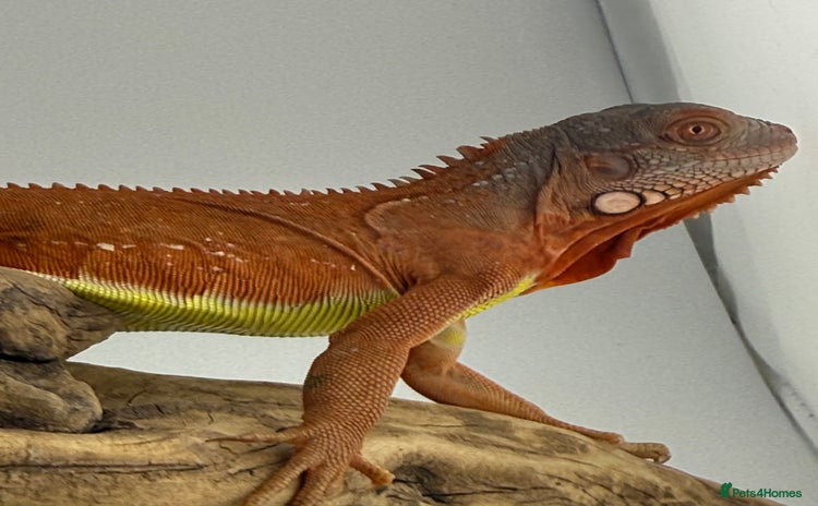 Iguana reptiles - Advert 7
