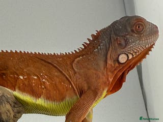 Iguana reptiles Iguana T Albino - Advert 1