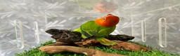Lovebirds birds for sale: Sale of opline , deceno love bird very rare colour in Hayes - Advert 3