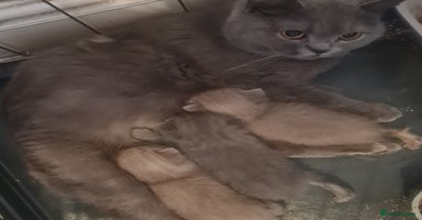 British Shorthair cats - Advert 11
