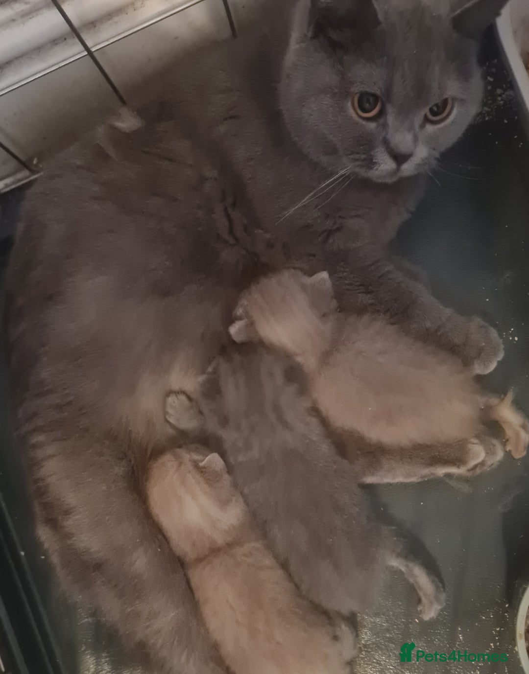 British Shorthair cats for sale: British Shorthair Kittens for Sale - Image 3