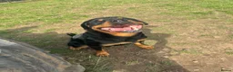 Rottweiler dogs for sale: 2 year old Rottweiler male for sale in Nottingham - Advert 2