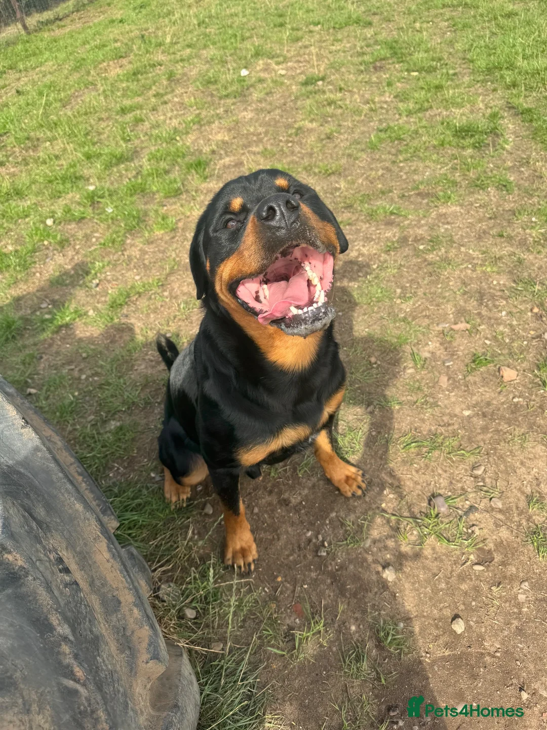Rottweiler dogs for sale: 2 year old Rottweiler male for sale in Nottingham - Advert 2