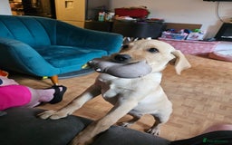 Labrador Retriever dogs for sale: Labrador pup  - Image 6