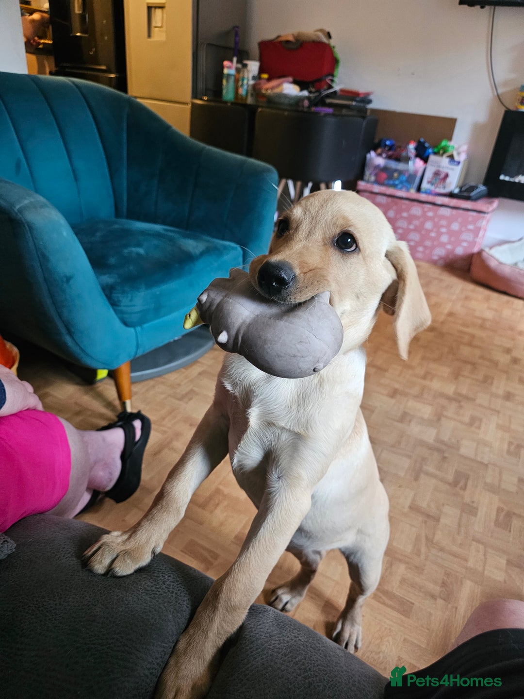 Labrador Retriever dogs for sale: Labrador pup  - Image 6