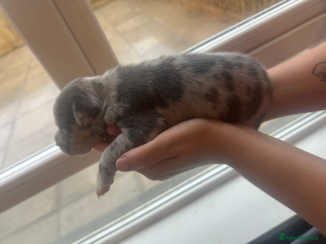 Mixed Breed dogs for sale: American bull staff puppies  - Image 15