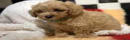 Poochon dogs for sale: Stunning litter of poochons ready now - Advert 11