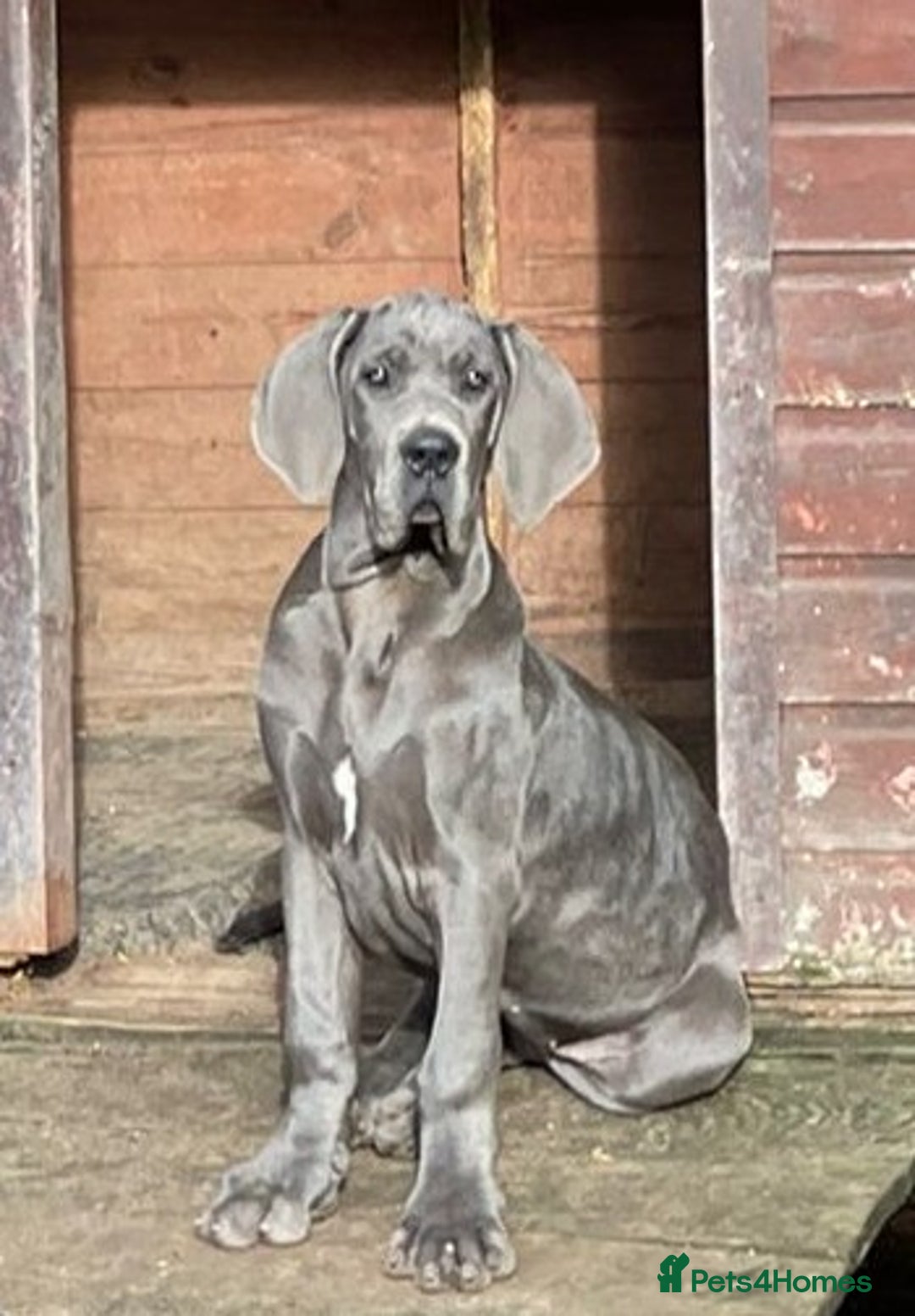 Great Dane dogs for sale: Beautiful Great Dane Girls  - Advert 3