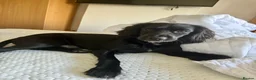Cocker Spaniel dogs for sale: Unfortunately re homing due to health condition - Advert 7