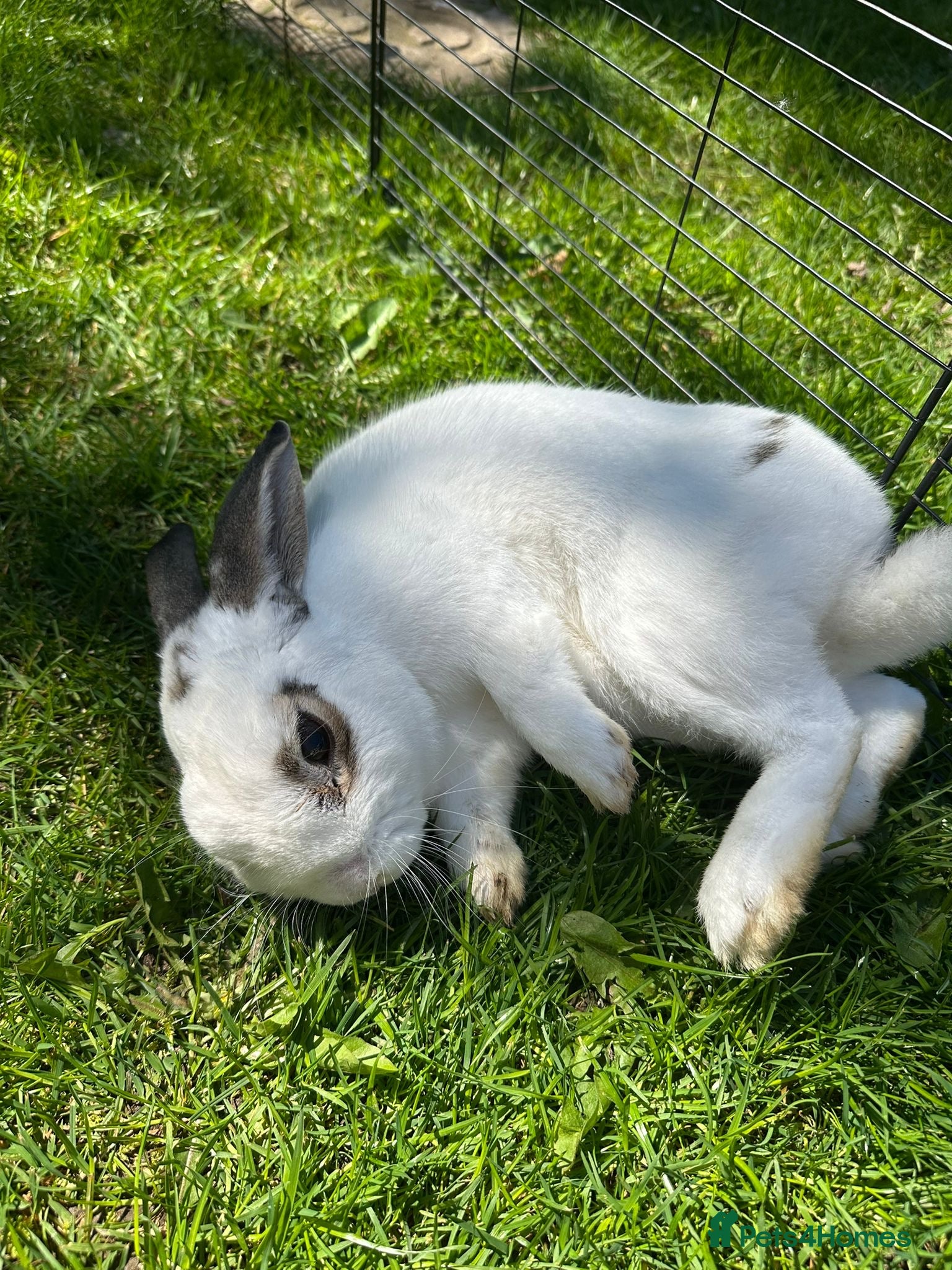 Mixed Breed rabbits Mixed breed rabbit for sale - Advert 1