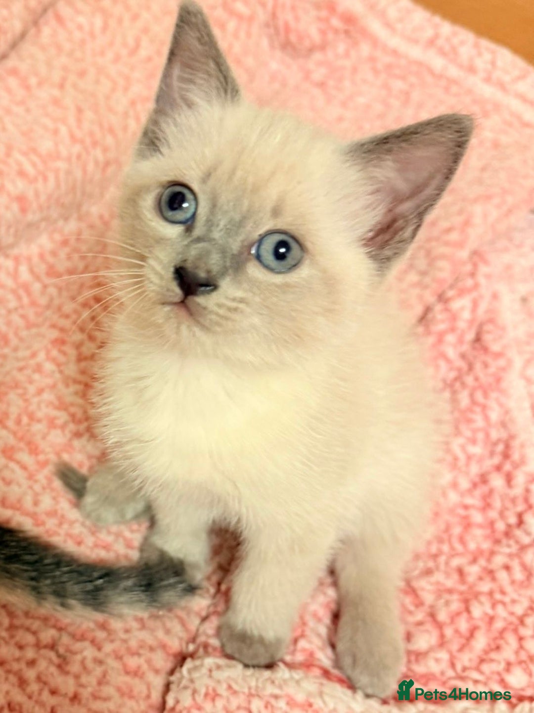 Mixed Breed cats for sale: Female kitten ready to go to her new home  - Advert 4