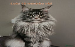 Maine Coon cats for sale: Maine Coon TICA reg kittens and Persian adult  - Image 21