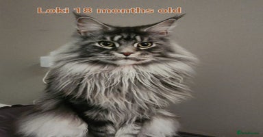 Maine Coon cats - Advert 5