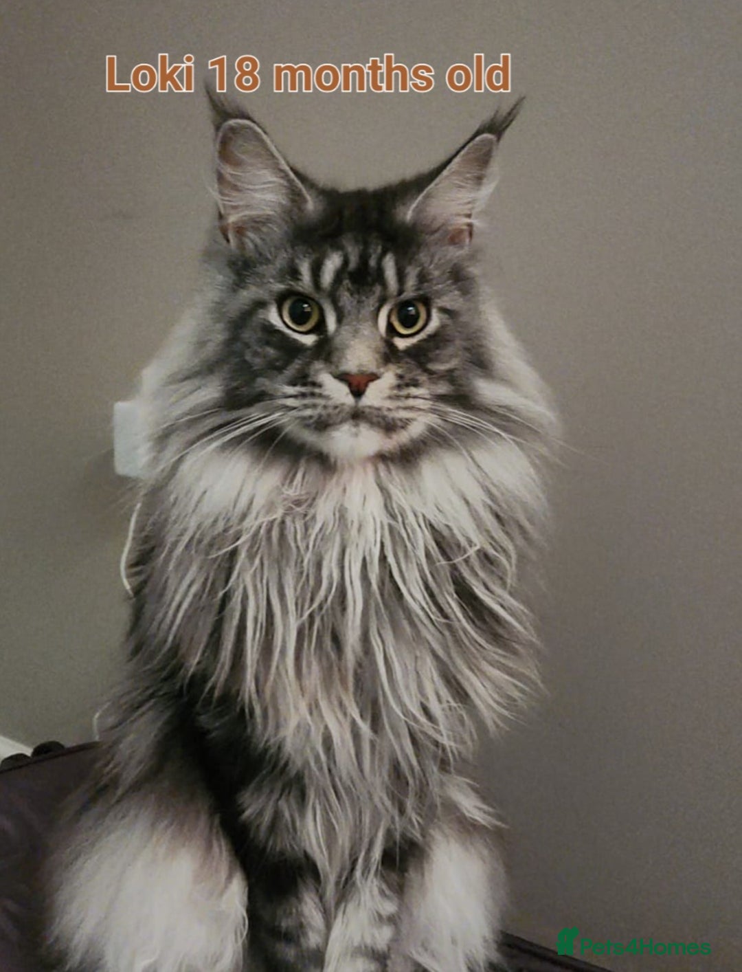 Maine Coon cats for sale: Maine Coon TICA reg kittens and Persian adult  - Image 21