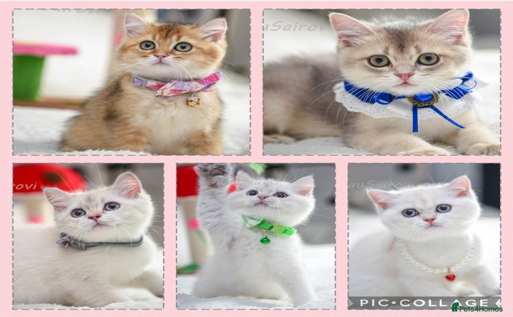 British Shorthair cats - Advert 3