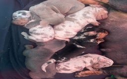Miniature Dachshund dogs for sale: STUNNING KC REG MINIATURE DAPPLE DACHSHUNDS  - Image 23