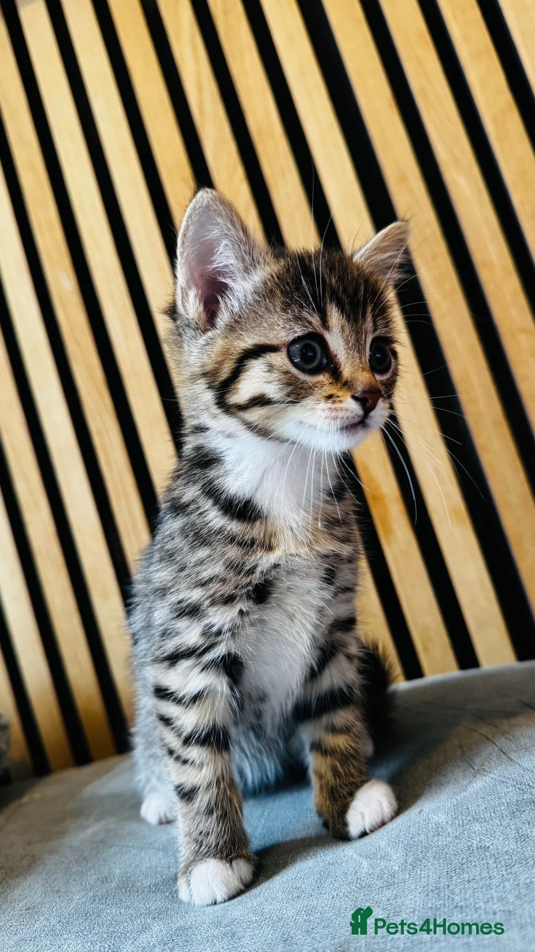 Mixed Breed cats for sale: Last remaining kittens  in Stockton-on-Tees - Advert 2